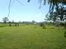 Maitland Jewish Cemetery, 7 March 2009 (Janis Wilton).
